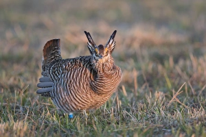 00842-05304 Greater Prairie-Chicken (Tympanuchus cupido) male displaying/booming 00842-05304 Greater Prairie-Chicken (Tympanuchus cupido) male displaying/booming