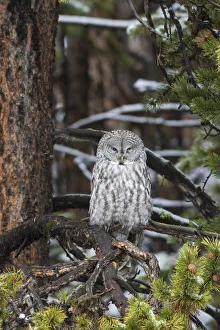 01128-00104 Great Gray Owl (Strix nebulosa) Yellowstone National Park, WY 01128-00104 Great Gray Owl (Strix nebulosa) Yellowstone National Park, WY