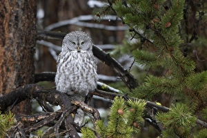 01128-00119 Great Gray Owl (Strix nebulosa) Yellowstone National Park, WY 01128-00119 Great Gray Owl (Strix nebulosa) Yellowstone National Park, WY