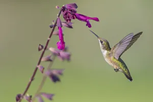 01162-15106 Ruby-throated Hummingbird (Archilochus colubris) at Salvia Love 01162-15106 Ruby-throated Hummingbird (Archilochus colubris) at Salvia Love