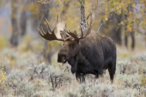 01979-00505 Moose (Alces alces) bull in fall, Grand Teton National Park, WY 01979-00505 Moose (Alces alces) bull in fall, Grand Teton National Park, WY