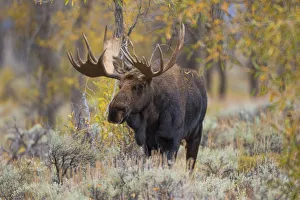 01979-00509 Moose (Alces alces) bull in fall, Grand Teton National Park, WY 01979-00509 Moose (Alces alces) bull in fall, Grand Teton National Park, WY