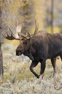01979-00604 Moose (Alces alces) bull in fall, Grand Teton National Park, WY 01979-00604 Moose (Alces alces) bull in fall, Grand Teton National Park, WY