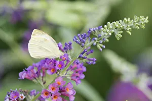 03061-00320 Cabbage White (Pieris rapae) on Butterfly Bush (Buddleja davidii) Marion Co 03061-00320 Cabbage White (Pieris rapae) on Butterfly Bush (Buddleja davidii) Marion Co