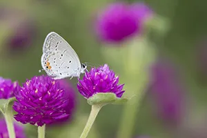 03226-01116 Eastern Tailed-Blue (Everes comyntas) on Globe Amaranth (Gomphrena globosa 03226-01116 Eastern Tailed-Blue (Everes comyntas) on Globe Amaranth (Gomphrena globosa