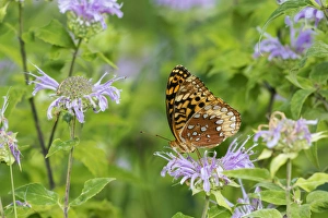 03322-01813 Great Spangled Fritillary (Speyeria cybele) on Wild Bergamot (Monarda 03322-01813 Great Spangled Fritillary (Speyeria cybele) on Wild Bergamot (Monarda