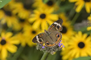 03411-01117 Common Buckeye (Junonia coenia) on Brazilian Verbena (Verbena bonariensis 03411-01117 Common Buckeye (Junonia coenia) on Brazilian Verbena (Verbena bonariensis