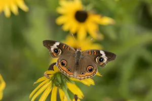 03411-01208 Common Buckeye (Junonia coenia) on Black-eyed Susans (Rudbeckia hirta) Marion Co 03411-01208 Common Buckeye (Junonia coenia) on Black-eyed Susans (Rudbeckia hirta) Marion Co