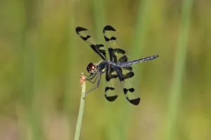 06580-00214 Banded Pennant (Celithemis fasciata) male Washinton Co. MO 06580-00214 Banded Pennant (Celithemis fasciata) male Washinton Co. MO