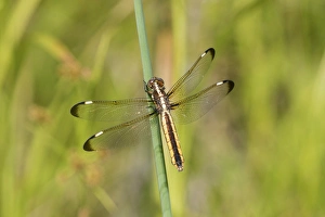 06617-00503 Spangled Skimmer (Libellula cyanea) female in wetland Washington Co. MO 06617-00503 Spangled Skimmer (Libellula cyanea) female in wetland Washington Co. MO