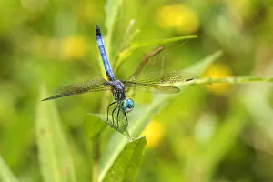 06642-00618 Blue Dasher (Pachydiplax longipennis) male obelisking (prevent overheating) 06642-00618 Blue Dasher (Pachydiplax longipennis) male obelisking (prevent overheating)