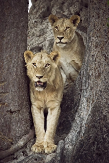 2 lions standing together between trees looking out 2 lions standing together between trees looking out