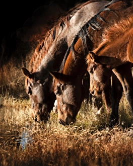 New Mexico Landscape Prints: 3 horses drinking in dusky light