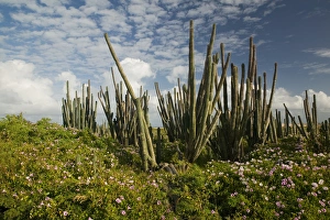 ABC Islands - BONAIRE - Boca Onima: Cactus NE Bonaire ABC Islands - BONAIRE - Boca Onima: Cactus NE Bonaire