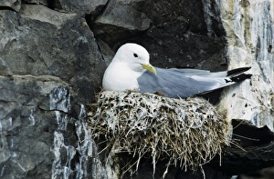 aBlack-legged Kittiwake, Rissa tridactyla, dult on nest, Ekkeroy, Norway aBlack-legged Kittiwake, Rissa tridactyla, dult on nest, Ekkeroy, Norway