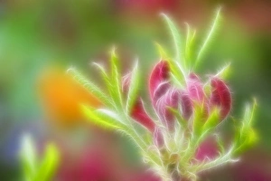 Azalea Buds Close-up Print