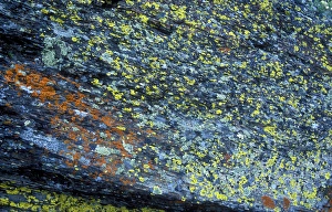 Abstract image of lichen growing on rock in Glacier National Park Abstract image of lichen growing on rock in Glacier National Park