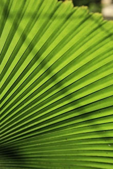 Abstract patterns caused by the sunlight hitting a giant palm leaf in the Cairns Botanic Gardens Abstract patterns caused by the sunlight hitting a giant palm leaf in the Cairns Botanic Gardens