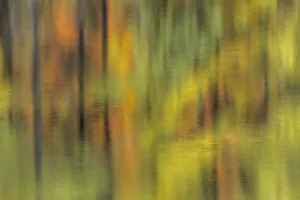 Abstract reflection of trees and autumn colors on small pond, Upper Peninsula of Michigan Abstract reflection of trees and autumn colors on small pond, Upper Peninsula of Michigan