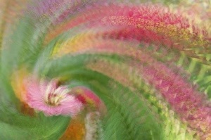 Abstract swirl created by multiple exposure of pink flower Abstract swirl created by multiple exposure of pink flower