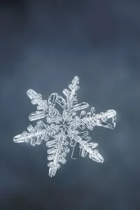 Cold Weather Photography Prints: Single snowflake