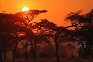 Acacia forest silhouetted at sunset, Tarangire National Park, Tanzania Acacia forest silhouetted at sunset, Tarangire National Park, Tanzania