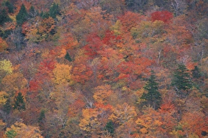 Acadia NP, ME. Northern Hardwood Forest Fall Foliage From the South Bubble Acadia NP, ME. Northern Hardwood Forest Fall Foliage From the South Bubble