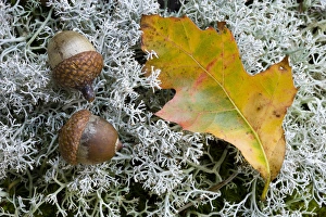 Acorns and an oak leaf on reindeer lichen on Hubbard Hill in New Hampshires Pisgah State Acorns and an oak leaf on reindeer lichen on Hubbard Hill in New Hampshires Pisgah State
