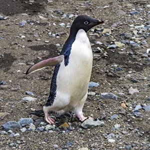 Adelie Penguin in Frei Station South Shetland Islands, Antarctica Adelie Penguin in Frei Station South Shetland Islands, Antarctica