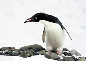 An Adelie Penguin (Pygoscelis Adeliae) at Paulet Island, Antarctic Peninsula, building An Adelie Penguin (Pygoscelis Adeliae) at Paulet Island, Antarctic Peninsula, building