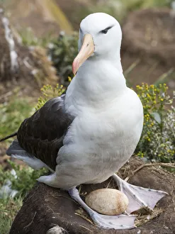 Adult black-browed albatross with egg on tower-shaped nest, Falkland Islands Adult black-browed albatross with egg on tower-shaped nest, Falkland Islands