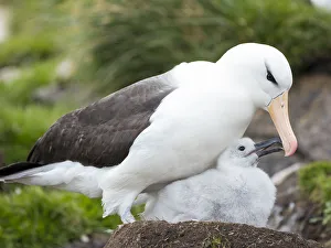 Adult black-browed albatross feeding chick on tower-shaped nest, Falkland Islands Adult black-browed albatross feeding chick on tower-shaped nest, Falkland Islands