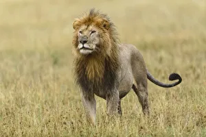 Adult black maned Lion, Panthera leo, Serengeti National Park, Tanzania, Africa Adult black maned Lion, Panthera leo, Serengeti National Park, Tanzania, Africa