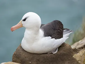 Adult brooding on tower-shaped nest. Black-browed albatross, Falkland Islands Adult brooding on tower-shaped nest. Black-browed albatross, Falkland Islands