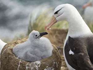 Adult and chick black-browed albatross on tower-shaped nest, Falkland Islands Adult and chick black-browed albatross on tower-shaped nest, Falkland Islands