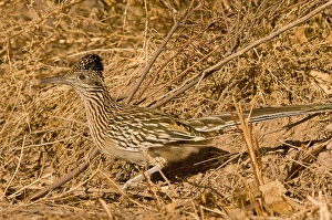 An adult Greater roadrunner, Geococcyx californianus, runs alongside the road in An adult Greater roadrunner, Geococcyx californianus, runs alongside the road in