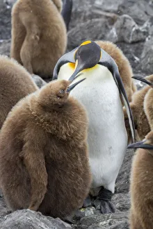 Adult King penguin with Chick. St. Andrews Bay, South Georgia Islands Adult King penguin with Chick. St. Andrews Bay, South Georgia Islands