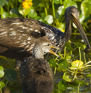 Adult Limpkin with apple snail for chick Aramus guarana, Viera wetlands, Florida Adult Limpkin with apple snail for chick Aramus guarana, Viera wetlands, Florida