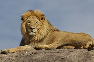 Adult male lion on kopje, Serengeti National Park, Tanzania, Africa Adult male lion on kopje, Serengeti National Park, Tanzania, Africa