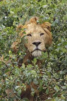 Adult male, lion, Serengeti National Park, Tanzania, Africa Adult male, lion, Serengeti National Park, Tanzania, Africa