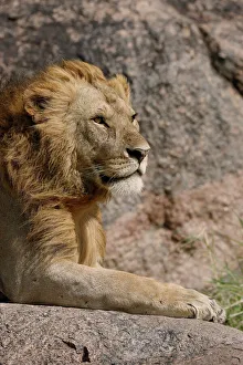 Adult male lions resting on rocky outcropping, Serengeti National Park, Tanzania, Africa Adult male lions resting on rocky outcropping, Serengeti National Park, Tanzania, Africa