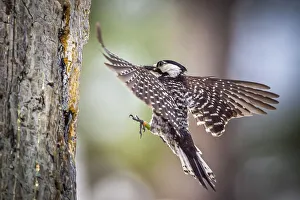 An adult red-cockaded woodpecker bring insects back to its cavity to feed chicks An adult red-cockaded woodpecker bring insects back to its cavity to feed chicks
