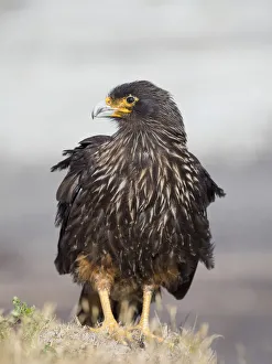 Adult striated caracara, protected, endemic to the Falkland Islands Adult striated caracara, protected, endemic to the Falkland Islands