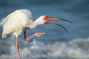 Adult White ibis scratching along shoreline, Eudocimus albus, Gulf of Mexico, Florida Adult White ibis scratching along shoreline, Eudocimus albus, Gulf of Mexico, Florida