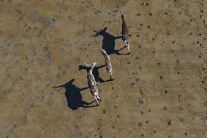 Aerial of caribou, Togiak National Wildlife Refuge, Alaska, USA Aerial of caribou, Togiak National Wildlife Refuge, Alaska, USA