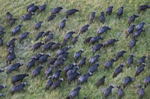 Aerial view of African Buffalo (Syncerus caffer) on the savanah from hot air balloon Aerial view of African Buffalo (Syncerus caffer) on the savanah from hot air balloon