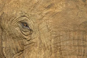Africa, Botswana, Kasane, Close-up of Bull Elephant ' Africa, Botswana, Kasane, Close-up of Bull Elephant '