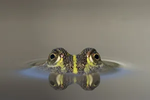 Africa, Botswana, Nxai Pan National Park, Young African Bullfrog (Pyxicephalus adspersus Africa, Botswana, Nxai Pan National Park, Young African Bullfrog (Pyxicephalus adspersus