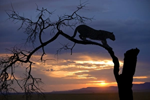 Africa, Botswana, Savute Game Reserve. Leopard on branch at sunset Africa, Botswana, Savute Game Reserve. Leopard on branch at sunset