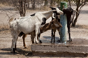 Africa, Botswana, Western Kalahari Desert, Tsodilo Hills. Goats drinking from a water pump Africa, Botswana, Western Kalahari Desert, Tsodilo Hills. Goats drinking from a water pump